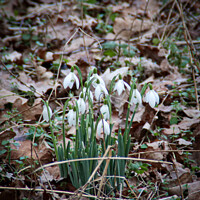 Buy canvas prints of Snowdrops Break Through by GJS Photography Artist
