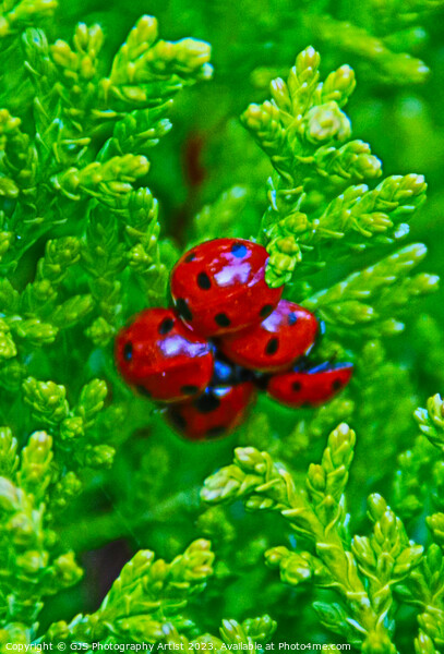 Bloom of Ladybirds Ready for Spring Picture Board by GJS Photography Artist