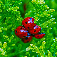 Buy canvas prints of Bloom of Ladybirds Ready for Spring by GJS Photography Artist