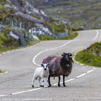 Buy canvas prints of lamb and mother sheep crossing country road by Christian Lademann