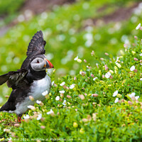 Buy canvas prints of atlantic puffin by Christian Lademann