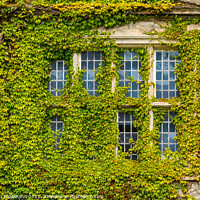 Buy canvas prints of overgrown window, Muckross House, Killarney, Irela by Christian Lademann