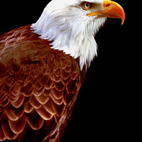 Buy canvas prints of Alaskan Eagle by Andrew Bishop
