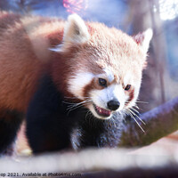 Buy canvas prints of Red panda enjoys the morning spring by Andrew Bishop