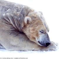 Buy canvas prints of The sleeping bear by Andrew Bishop