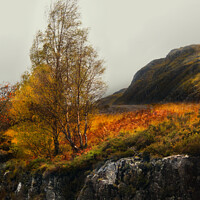 Buy canvas prints of Trees of Glencoe by Andrew Bishop
