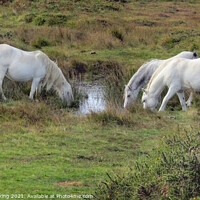 Buy canvas prints of White horses on the moors drinking from small lake by Sharon Cocking