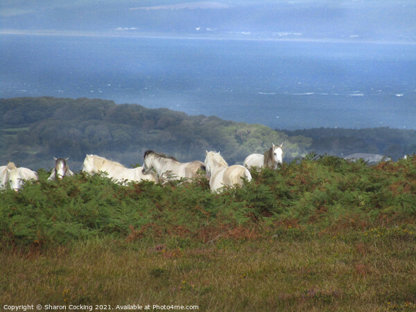 Gower coast landscape white horses Picture Board by Sharon Cocking