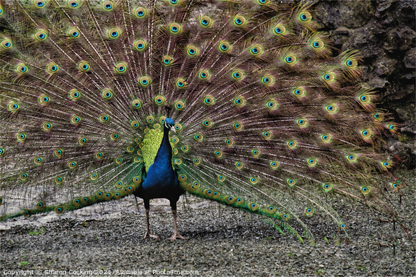 Peacock with full fan tail Picture Board by Sharon Cocking