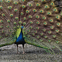 Buy canvas prints of Peacock with full fan tail by Sharon Cocking