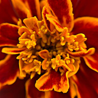 Buy canvas prints of A close up of a flower by Mikey Cartwright