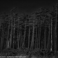Buy canvas prints of Newborough Forest by philip kennedy
