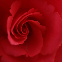 Buy canvas prints of Red Rose by Lee Mason