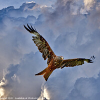 Buy canvas prints of Red Kite  by Simon Randall
