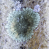 Buy canvas prints of Lichens by Antonio Ribeiro