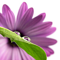 Buy canvas prints of Water Drop Reflection of a Purple African Daisy Flower by Antonio Ribeiro