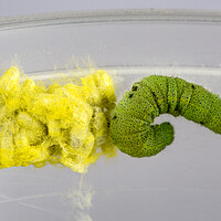 Buy canvas prints of Caterpillar and Wasps Cocoons by Antonio Ribeiro