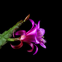 Buy canvas prints of Chiapasia Nelsonii Flower by Antonio Ribeiro