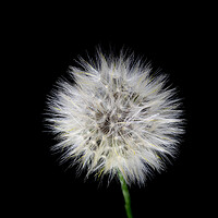 Buy canvas prints of Catsear Pappus or Seed-Clock by Antonio Ribeiro