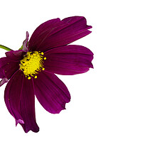 Buy canvas prints of Cosmos Flower on a White Background by Antonio Ribeiro