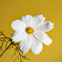 Buy canvas prints of Cosmos Flower on a Yellow Background by Antonio Ribeiro