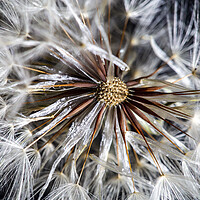 Buy canvas prints of Catsear Pappus or Seed-Clock by Antonio Ribeiro
