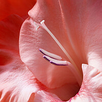 Buy canvas prints of Gladiolus Flower Closeup by Antonio Ribeiro