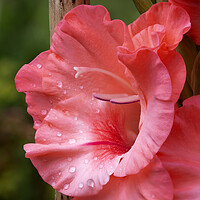 Buy canvas prints of Gladiolus Flower Closeup by Antonio Ribeiro