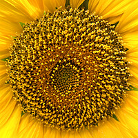 Buy canvas prints of Sunflower Center Head Disc by Antonio Ribeiro