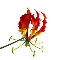 Buy canvas prints of Glory Lily, or Flame Lily, Flower by Antonio Ribeiro