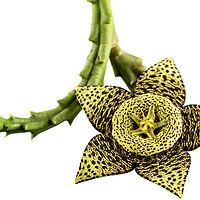 Buy canvas prints of Starfish Cactus Flower by Antonio Ribeiro