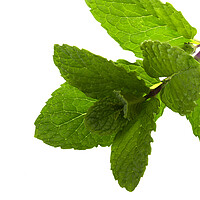 Buy canvas prints of Fresh Mentha Leaves on White Background by Antonio Ribeiro