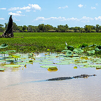 Buy canvas prints of Kakadu Large Saltwater Crocodile by Antonio Ribeiro
