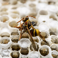 Buy canvas prints of Dead Paper Wasps and Nest by Antonio Ribeiro
