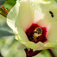 Buy canvas prints of Okra Flower and Pollinating Insects by Antonio Ribeiro