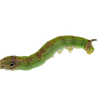 Buy canvas prints of Caterpillar Isolated on White Background by Antonio Ribeiro