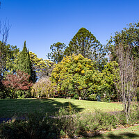 Buy canvas prints of Toowoomba Queens Park and Botanic Gardens by Antonio Ribeiro