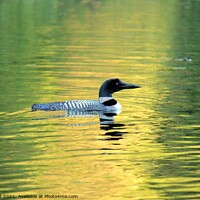 Buy canvas prints of Serene Canadian Loon, Calm at Sunset by Buz Reid