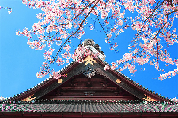 Spring in Japan Picture Board by Geoff Tydeman