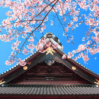Buy canvas prints of Spring in Japan by Geoff Tydeman