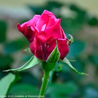 Buy canvas prints of lonely rose by Ferenc Kalmar