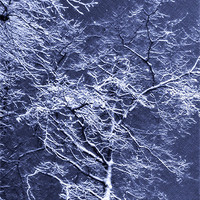 Buy canvas prints of Hoary branches by Ferenc Kalmar