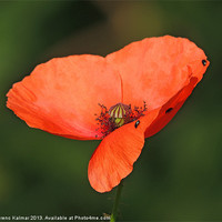 Buy canvas prints of distinguished poppy by Ferenc Kalmar