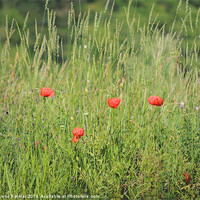 Buy canvas prints of poppies on the meadow by Ferenc Kalmar
