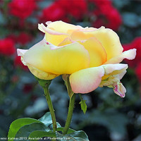 Buy canvas prints of yellow rose by Ferenc Kalmar
