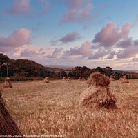 Buy canvas prints of Mini Hay Stacks or Bales Isle of White 1954 by Bygone Images