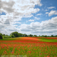 Buy canvas prints of poppys by stephen cooper