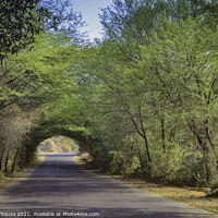 Buy canvas prints of A village road with beautiful tree canopy  by Lucas D'Souza