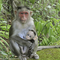 Buy canvas prints of Monkey protecting its baby by Lucas D'Souza