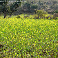 Buy canvas prints of Mustard field with flowers by Lucas D'Souza